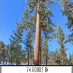 24 Hours In Big Bear featured by Top US Travel Blog, Style & Wanderlust; tree in Big Bear