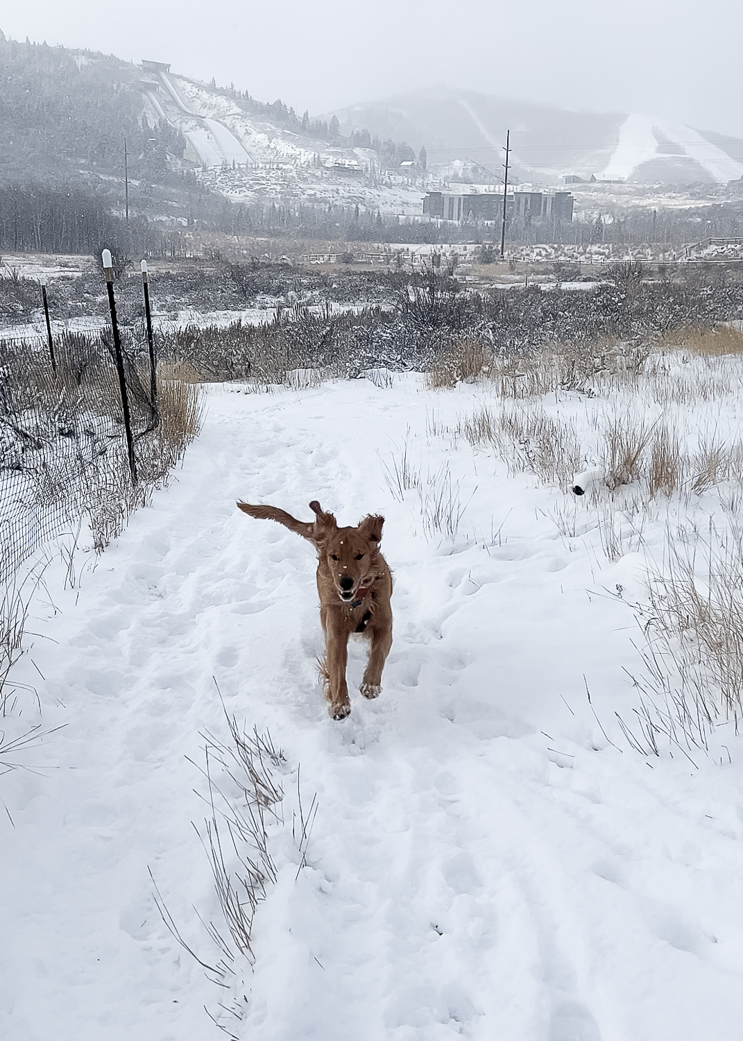Pacific Globetrotters, budget family travel blog, shares 5 Days in Park City In The Winter With A Dog. Downtown Park City